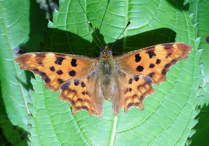 Polygonia c-album